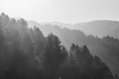 Trees in forest against sky