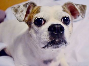 Close-up portrait of a dog