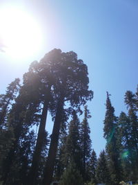 Low angle view of silhouette trees against sky