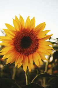 Close-up of sunflower blooming outdoors