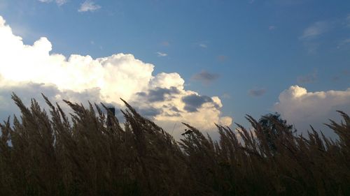 Low angle view of plants against blue sky