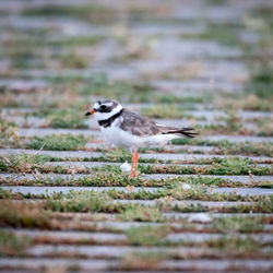 Close-up of bird flying over a field