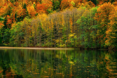 Scenic view of lake in forest during autumn