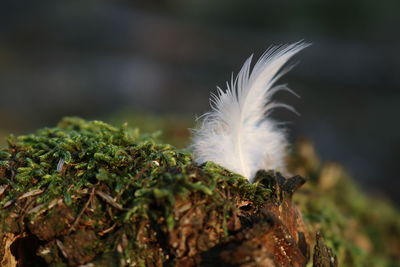 Close-up of feather on plant