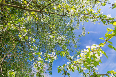 Low angle view of flowering tree against sky