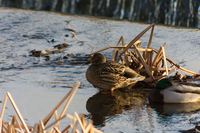 Close-up of ducks swimming on lake