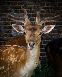 Portrait of deer