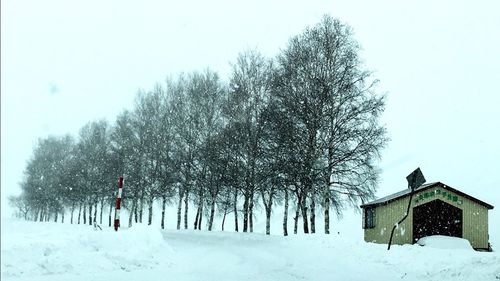 Trees on snow against sky