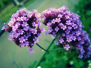 Close-up of flowers