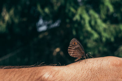 Close-up of butterfly on hand