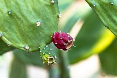 Close-up of rose bud