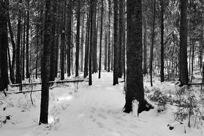Trees in forest during winter