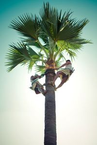 Low angle view of coconut palm tree against sky