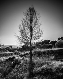 Bare trees on field against clear sky
