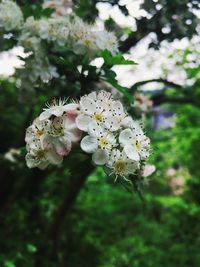 White apple blossoms in spring