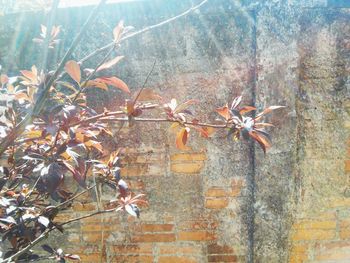 Close-up of flower tree