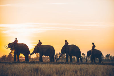 Group of horses on field during sunset