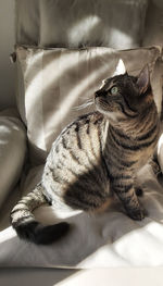 Cat resting on sofa at home