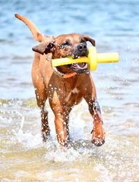 View of dog in water