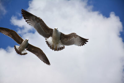 Low angle view of eagle flying against sky