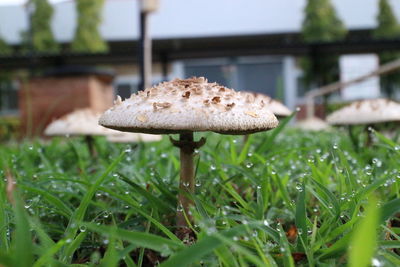 Close-up of mushroom growing on field