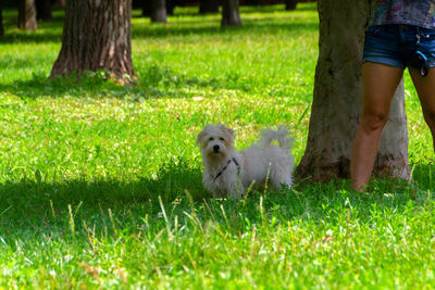 Low section of person with dog on grass