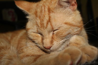 Close-up of cat sleeping