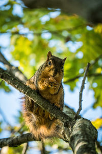 Low angle view of squirrel sitting on tree