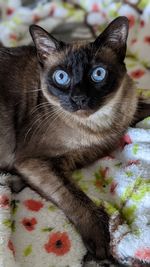 Close-up portrait of a cat