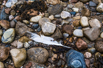 High angle view of feather on pebbles