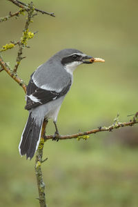 Close-up of bird perching on tree