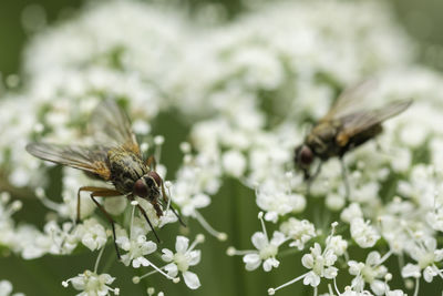 Close-up of bee pollinating on flower