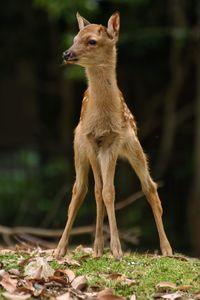 Deer standing on a field