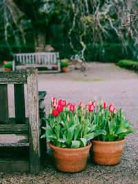 Close-up of potted plant