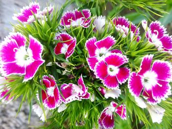 Close-up of flowers blooming outdoors