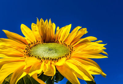 Close-up of sunflower blooming against clear blue sky