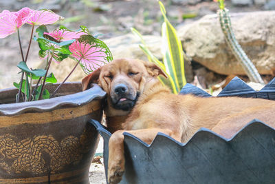 Portrait of dog relaxing in flower pot