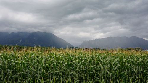 Scenic view of field against cloudy sky