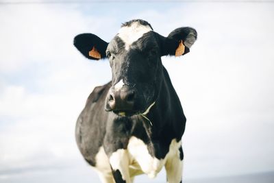 Portrait of cow standing against sky