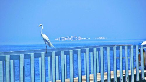 Seagull flying over sea