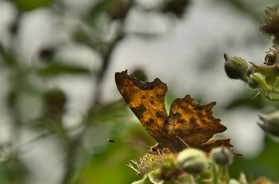 butterfly