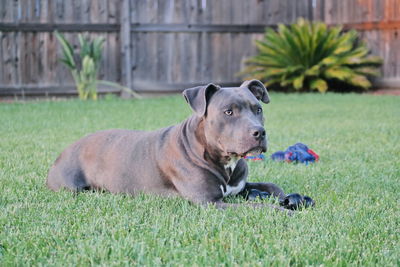 Close-up of dog lying on grass