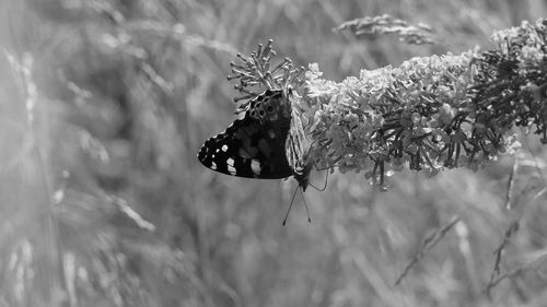 Close-up of butterfly on plant