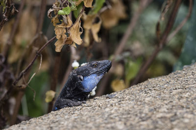 Close-up of a lizard on rock