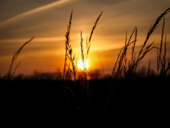 Scenic view of field against sky at sunset