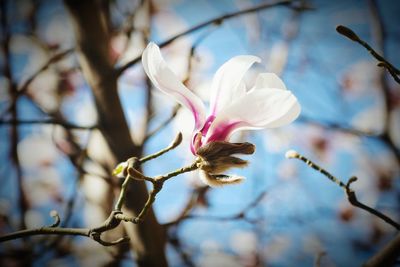 Close-up of magnolia flower blooming at park