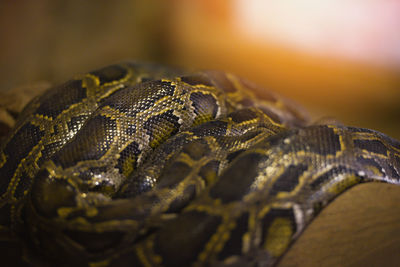 Close-up of snake