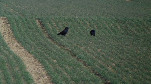 High angle view of birds on field