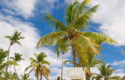 Low angle view of palm tree against sky