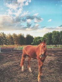 Horse standing on field against sky